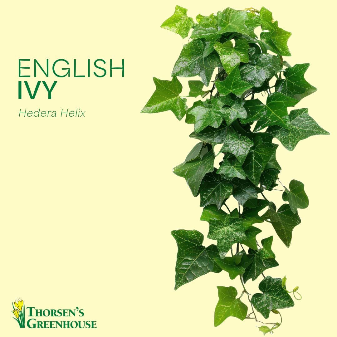 Thorsen's Greenhouse Live Green English Ivy Plant, Hedera Helix, Natural Air Purifier, Easy to Grow, Live Indoor Houseplant, 4" Diameter Pot (3 Pack Nursery Pots)