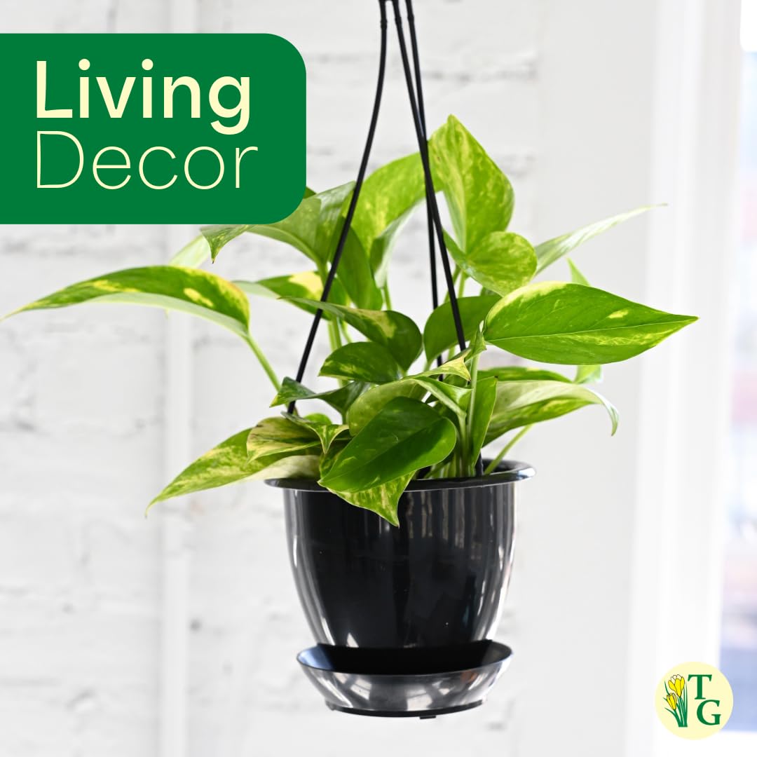 Thorsen's Greenhouse Golden Pothos, Live Indoor Vining Plant, Easy to Grow, Variegated Houseplant, Natural Air Purifier (Lavender, 4-inch Pot)