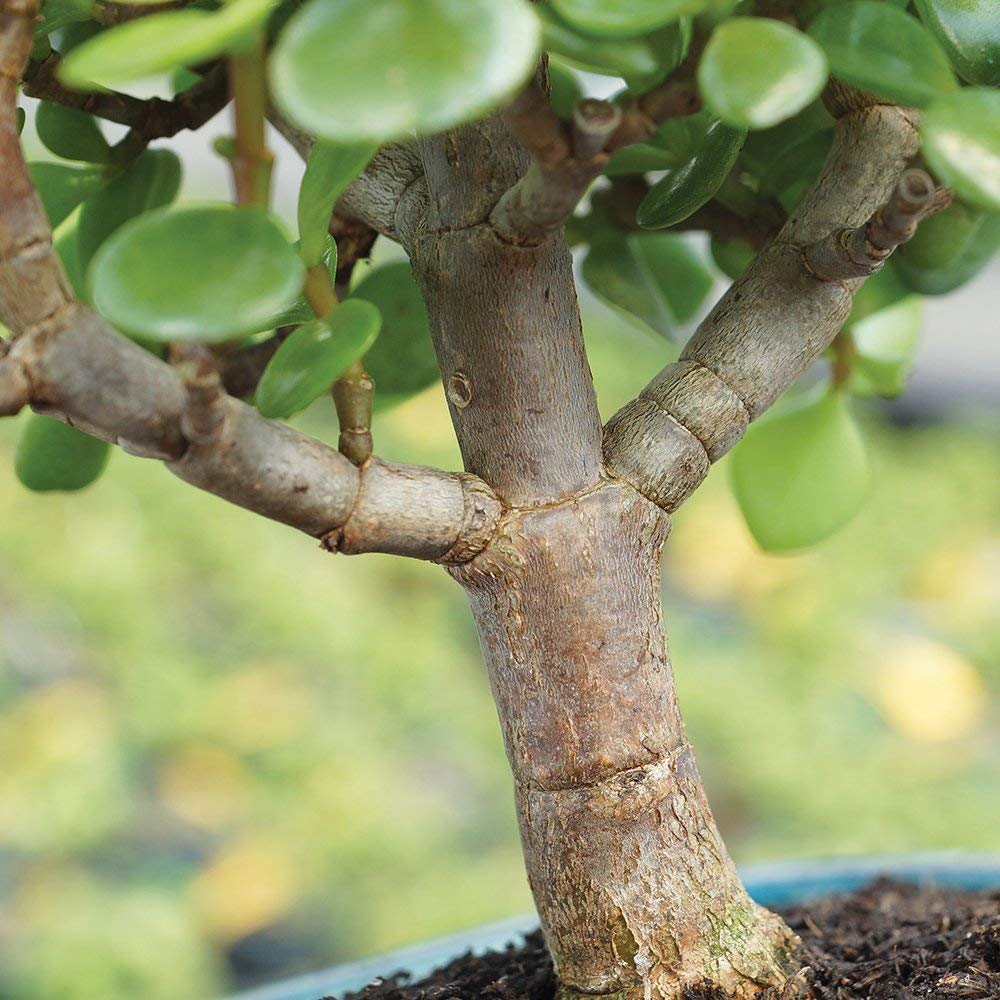 Brussel's Bonsai - Live Dwarf Jade Bonsai Tree in a Ceramic Bonsai Pot, Indoor Succulent Houseplant, 3 Years Old, 5-8 Inches Tall, Easy Care Plant for Home or Office (Small, Green)