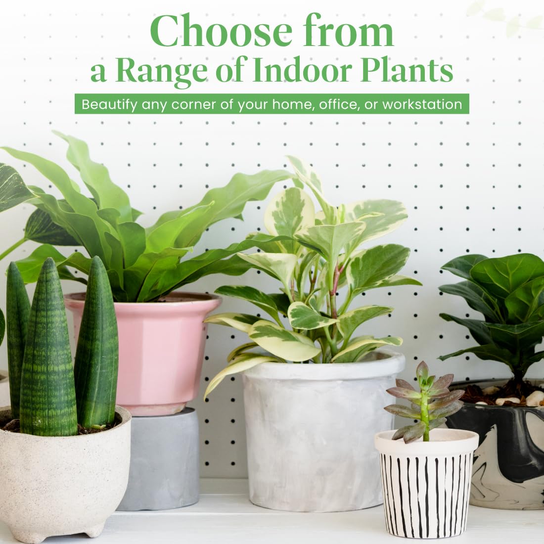 American Plant Exchange Monstera Adansonii 6-Inch – Live Swiss Cheese Vine Plant, Easy-Care Trailing Houseplant, Low-Maintenance Air-Purifying Greenery for Home, Office & Garden Décor