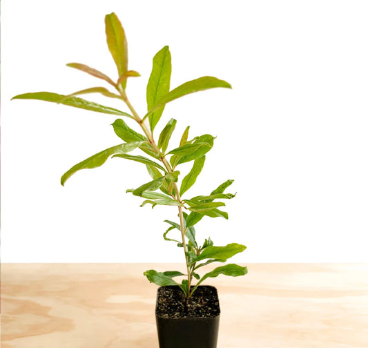 Pomegranate 'Wonderful' (Punica Granatum) - 2 inch Pot Live Plant - Grown in California.