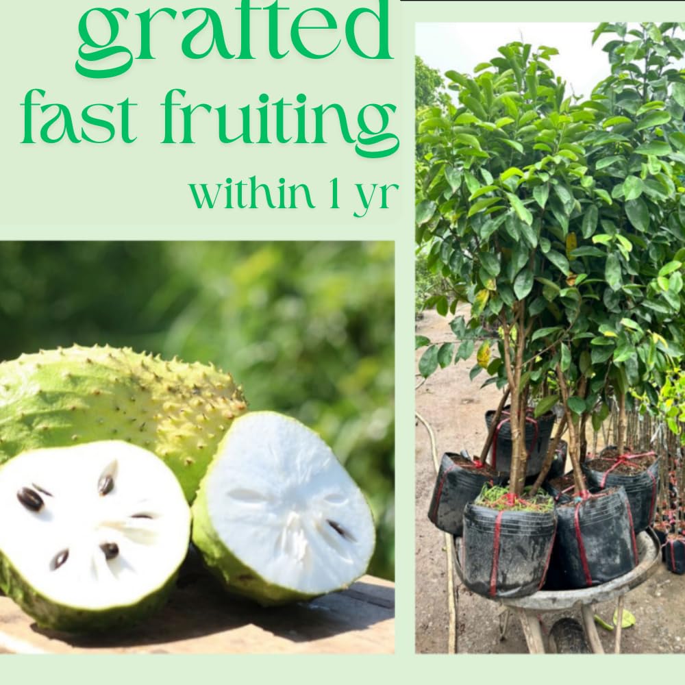 Soursop Tree Live Plant in 3 Gallon Pot, 3 Feet Guanabana Sweet Giant Soursop Fruit Tree 3 Years Old for Planting Outdoor