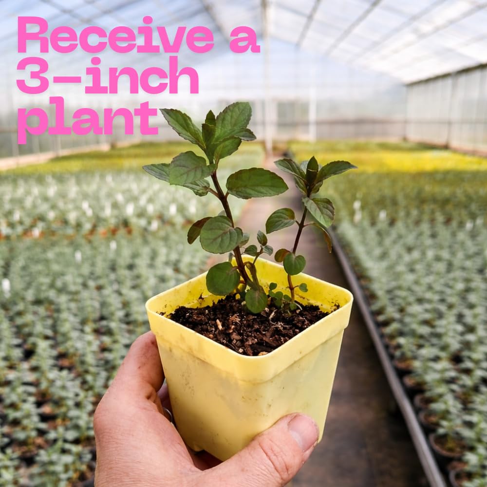 2 Apple Mint Plant, 3" Pot, Fresh Herb Plants Live, Mint Plants for Inside Windowsills or Outdoor Garden Beds