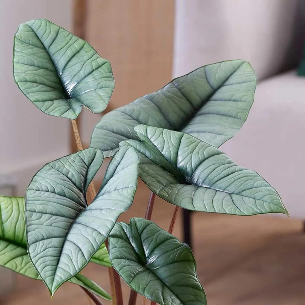 Alocasia Live Plant, Tropical Plant for Gift or Home Office Decor, Air Purifying, Rare Alocasia Plant Indoor from 2 to 4 Inches Tall (Silver)