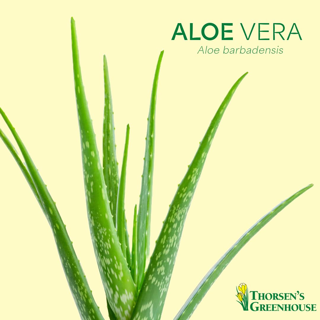 Thorsen's Greenhouse Aloe Vera, Live Indoor Plant, Aloe barbadensis, Easy to Grow, Succulent, Natural Air Purifier, 6" Diameter Pot (Nursery Pot)