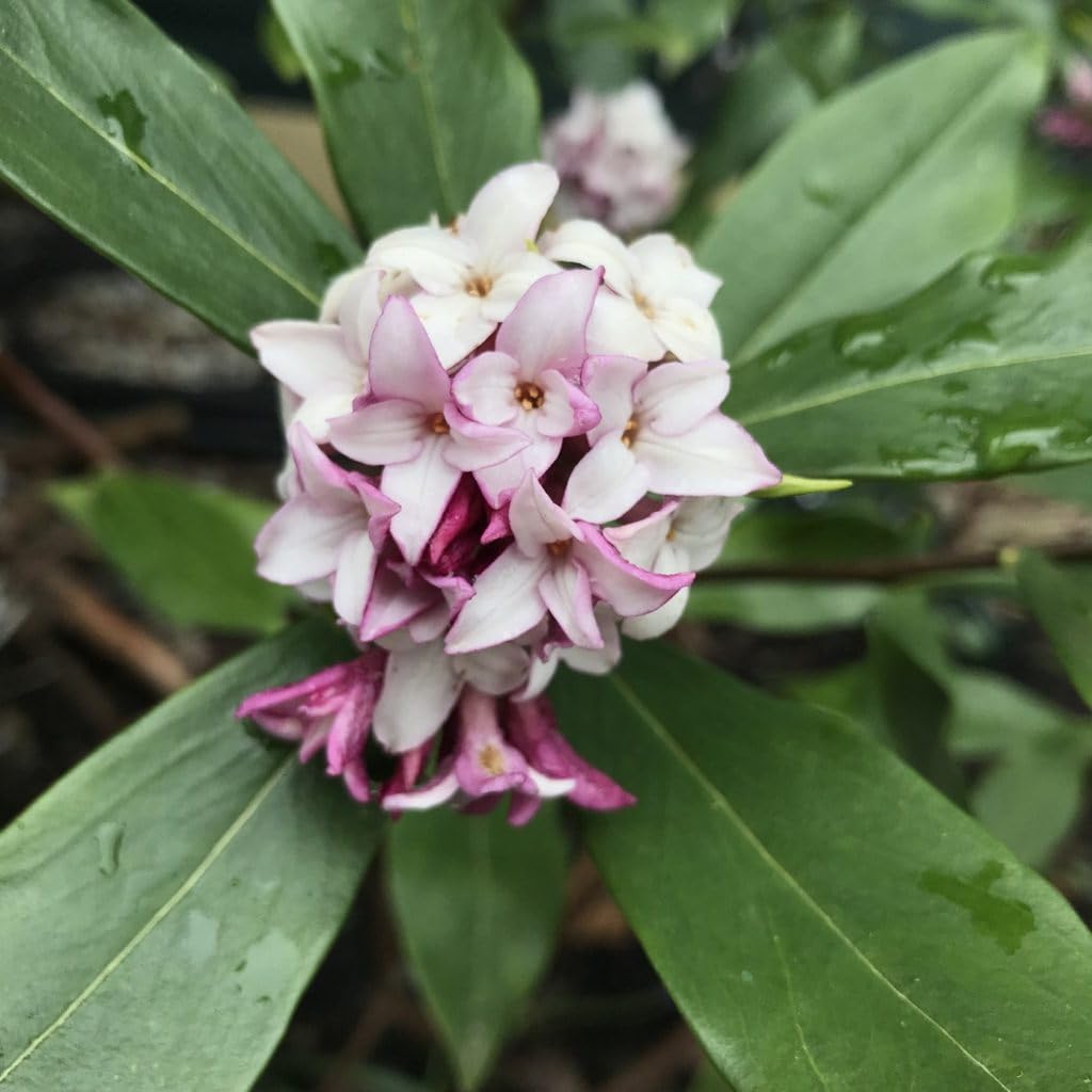 Daphne Pink Shrub – Fragrant Evergreen with Clusters of Pink Blooms, Compact Flowering Plant for Borders & Containers (1 Gallon/Potted/Single Plant)