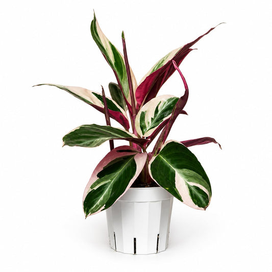 Stromanthe Triostar - Colorful Live Indoor Plant, Calathea Prayer Plant, Air Purifier & Elegant Home Decor, Ideal for Room Decor, Triostar Houseplant