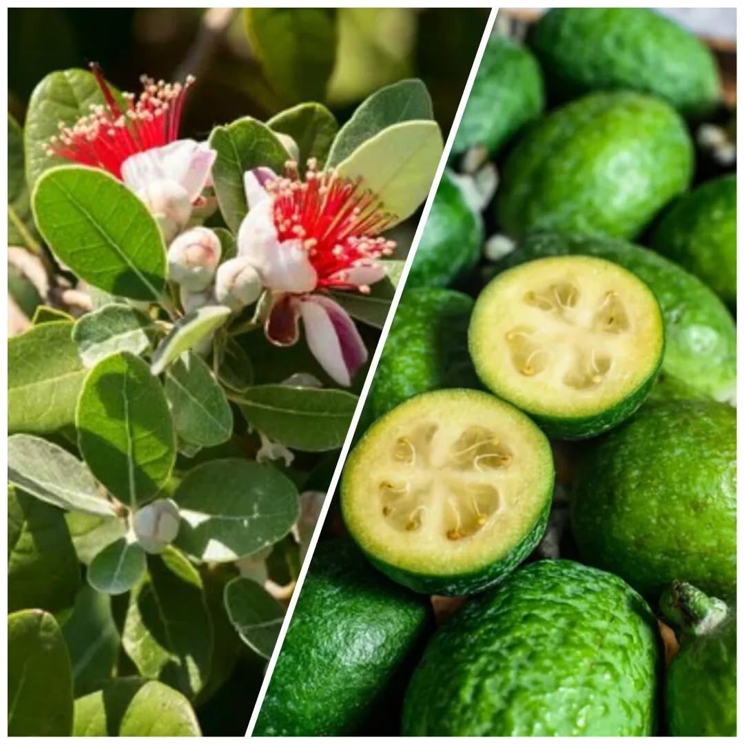 Fragrant Guava Tree Live Plant, Well Rooted 4"-10" in Tall, Tropical Fruit Guavas for Gardening, Zones 9-11 (Pineapple)