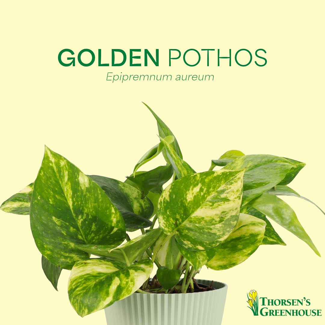Thorsen's Greenhouse Golden Pothos, Live Indoor Vining Plant, Easy to Grow, Variegated Houseplant, Natural Air Purifier (Copper, 4-inch Pot)