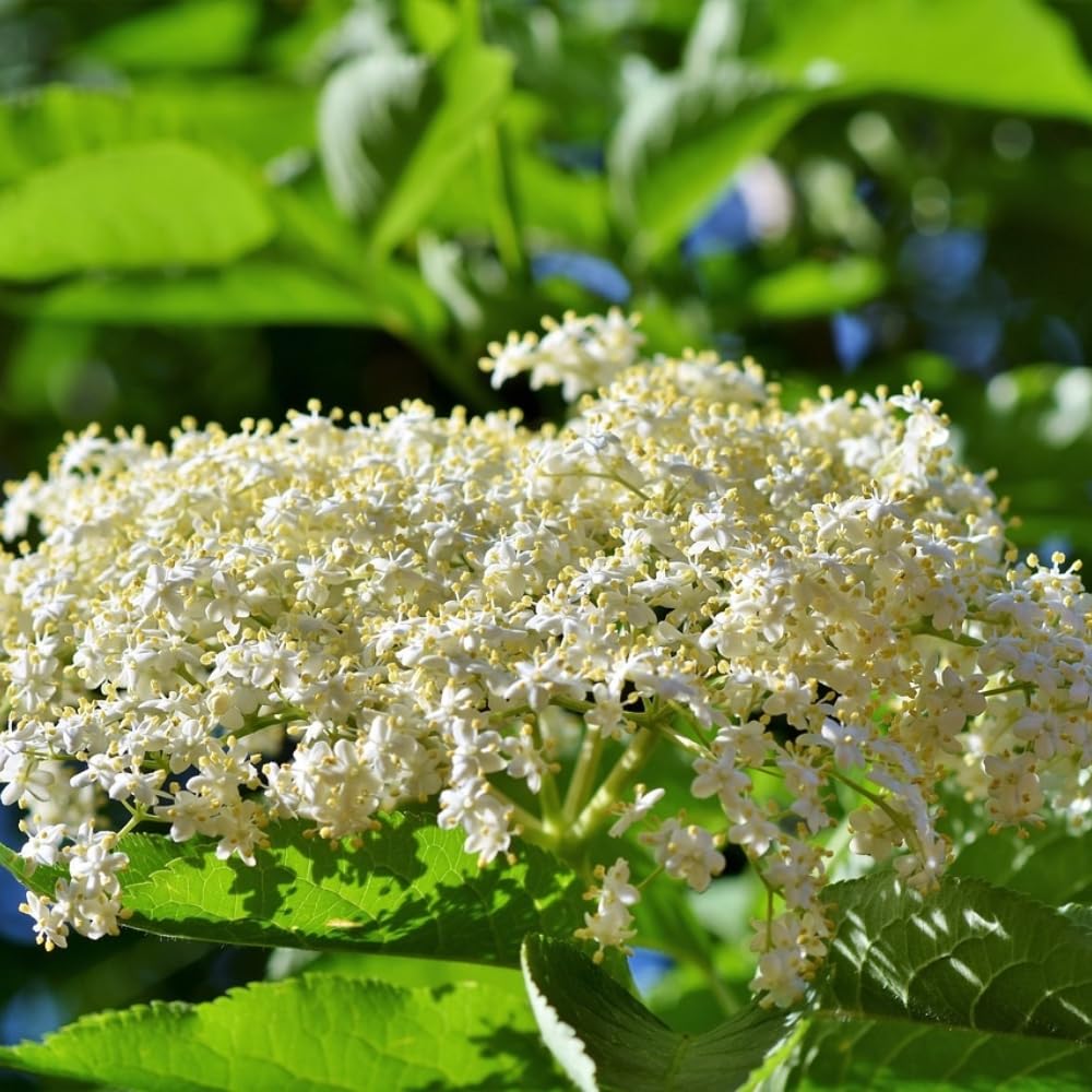 1 American Elderberry Plant Live, 7-11 Inch Height, Black Elderberry Bush Shrub to Grow Home Garden
