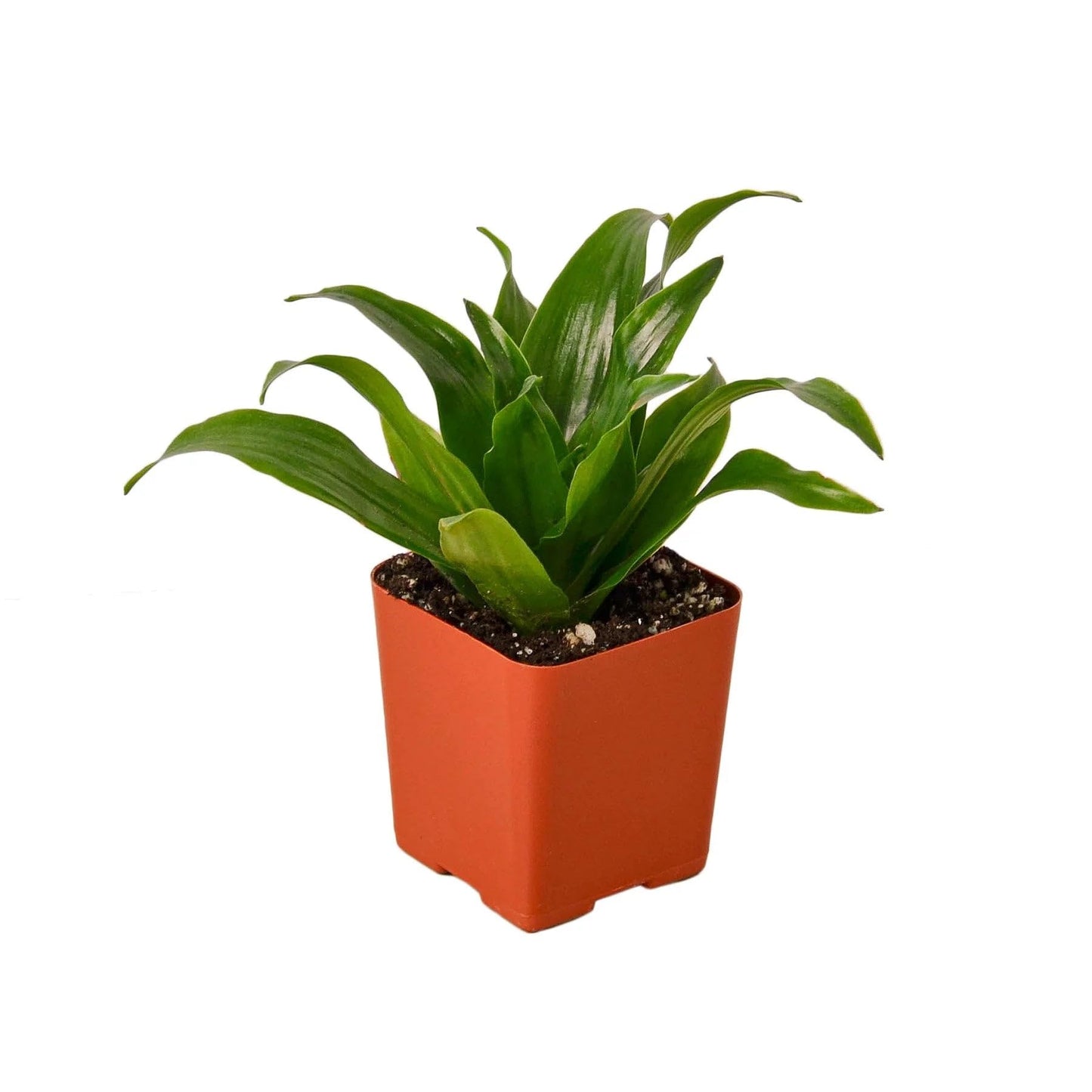 10 Pack Dracaena 'Janet Craig' in 3in Pot - Live Plants Tropical Houseplants | Variegated | USA Growers | The Snobby Leaf