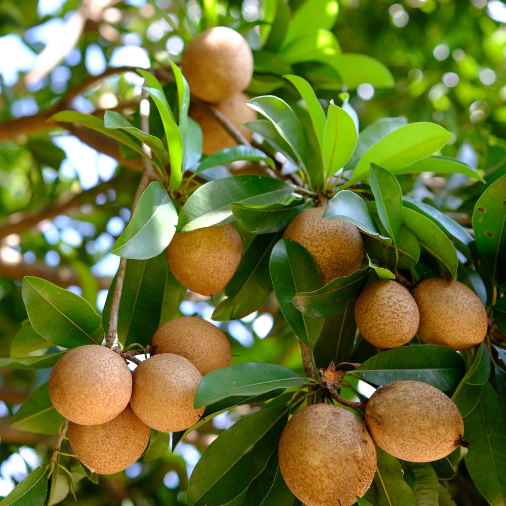 Sapodilla Tree Live 2 to 3 Feet Tall, Sapote Fruit Tree Plant for Growing, 3 Gallon Pot, No Ship to CA