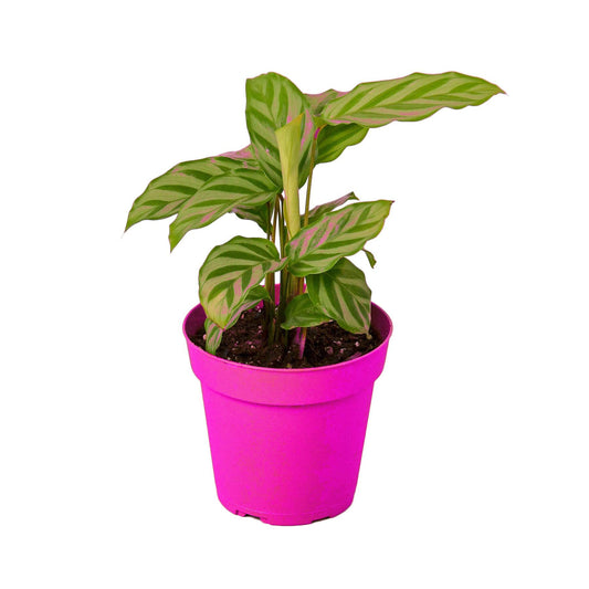 2 Pack Calathea Concinna 'Freddie' in 4in Pot - Live Tropical Houseplant - Easy to Grow | Air Purifying | Pet Friendly | Variegated | USA Growers | The Snobby Leaf