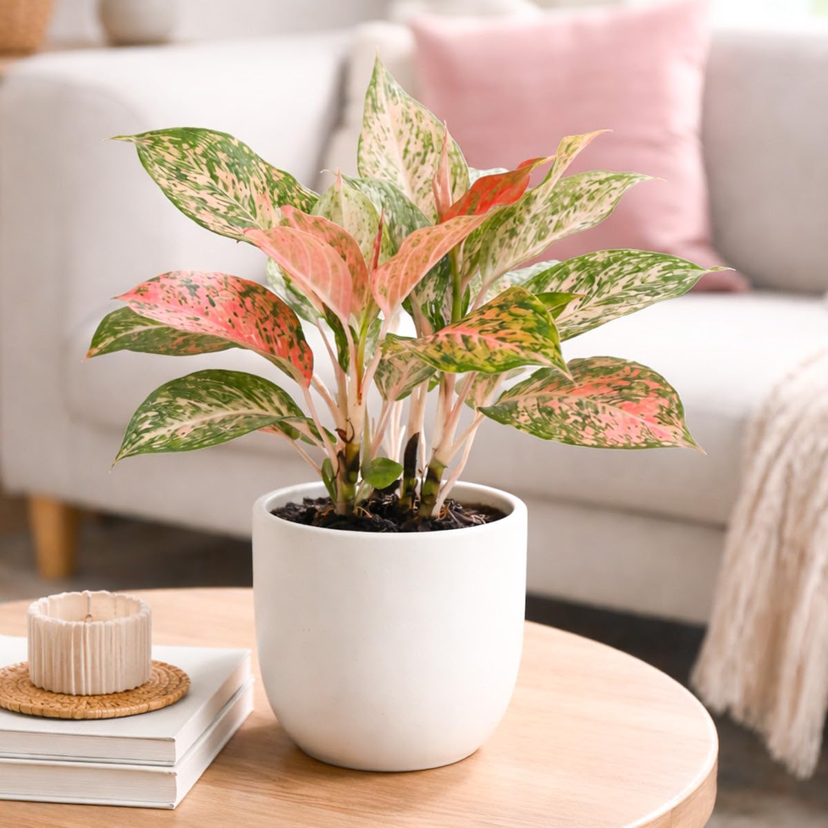Chinese Evergreen 'Lady Valentine' (4 inch) - Air-Purifying Houseplants - 4/6 inch Unique Live Decorative Houseplants - Low-Maintenance Indoor Plants, House Warming Gift, Natural Air Purifier