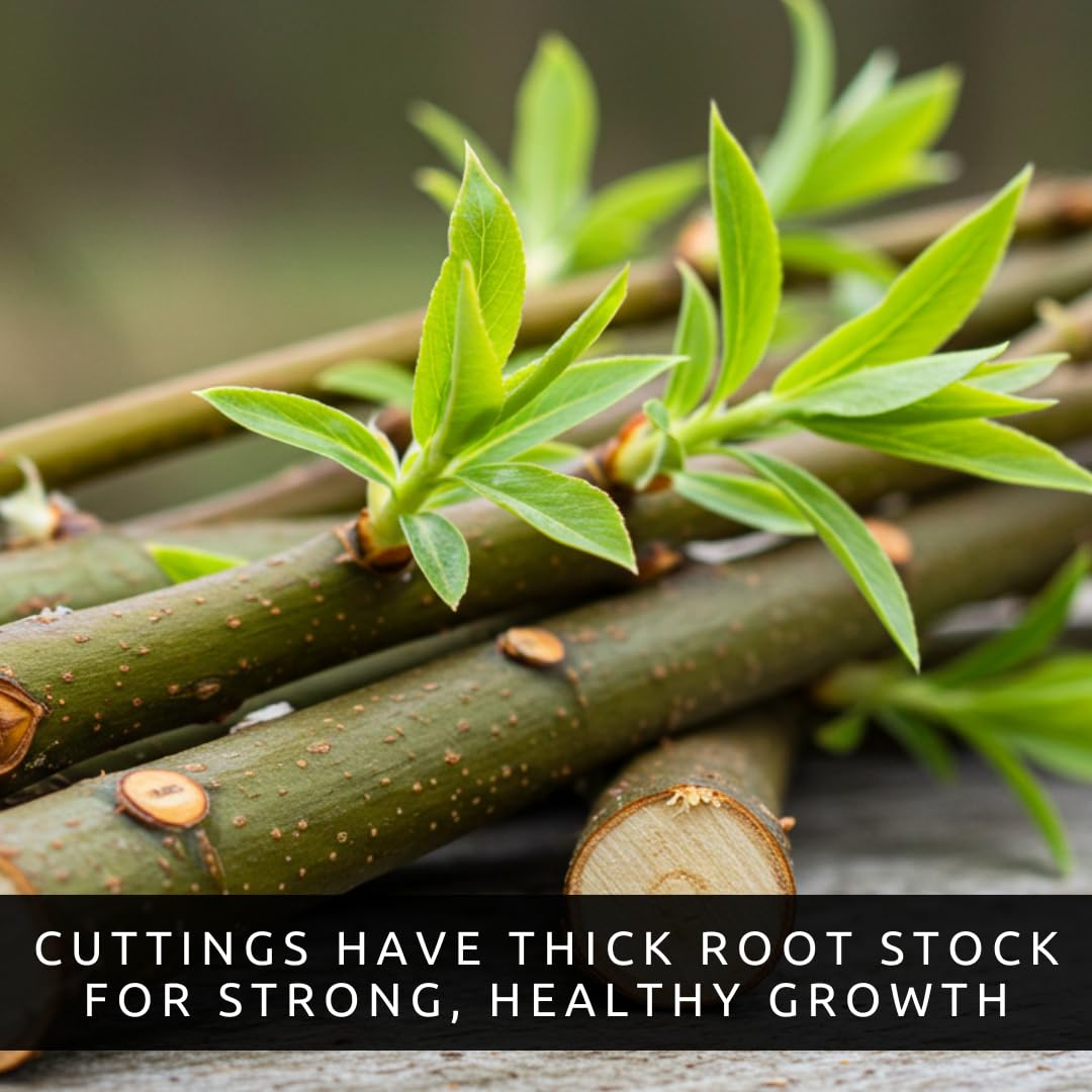 4 Bright Green Weeping Willow Cuttings - Grow 4 Trees - Wisconsin Weeping Willow Root Stock - Fast Growing – Easy to Grow Outdoor Trees – Shade, Privacy Screen, Backyard Landscaping