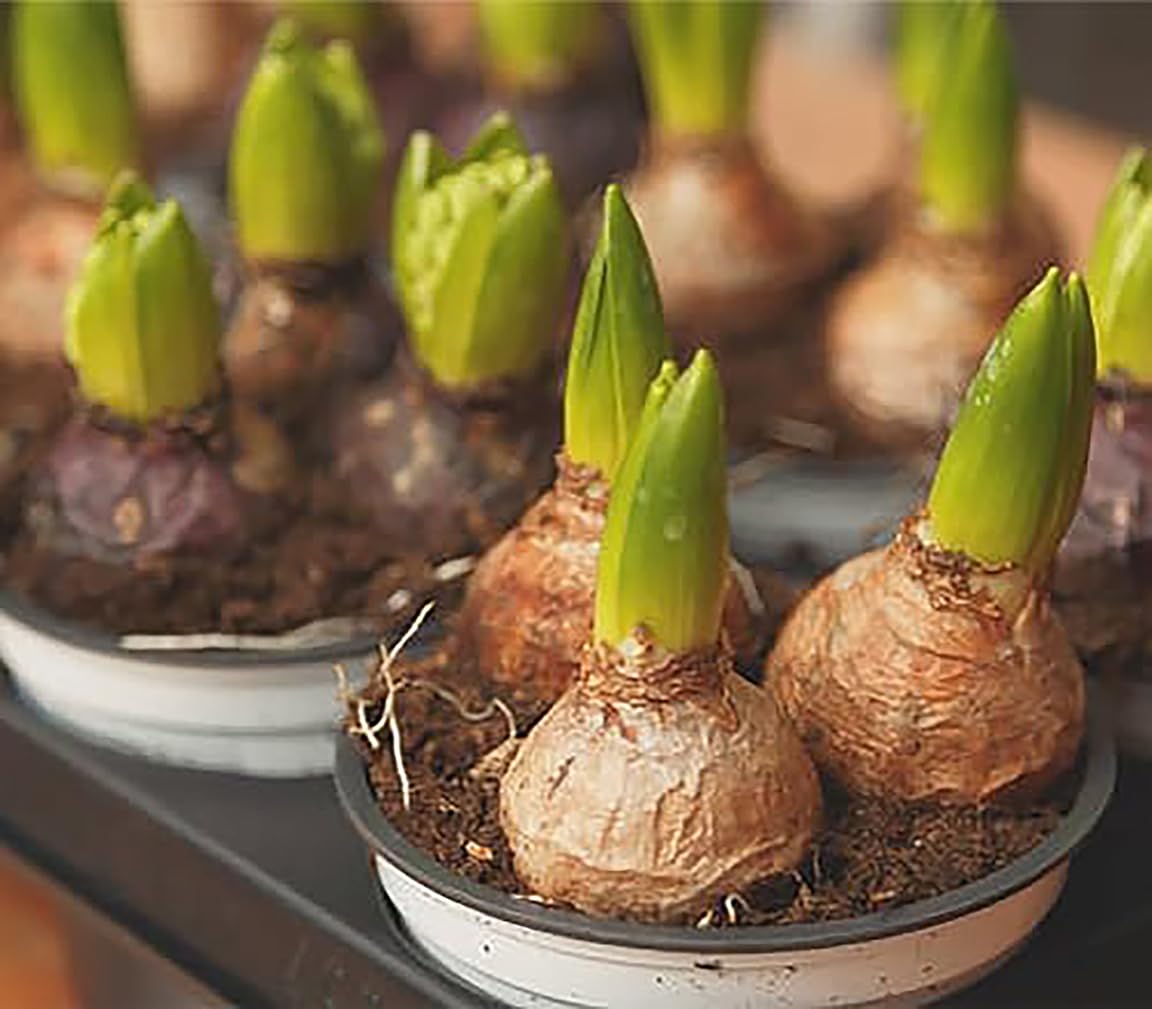 10 Aida Hyacinth Bulbs – Large 16-17cm Bulbs for Stunning Violet-Blue Blooms – Fragrant Spring Flowers Ideal for Gardens, Borders, and Containers