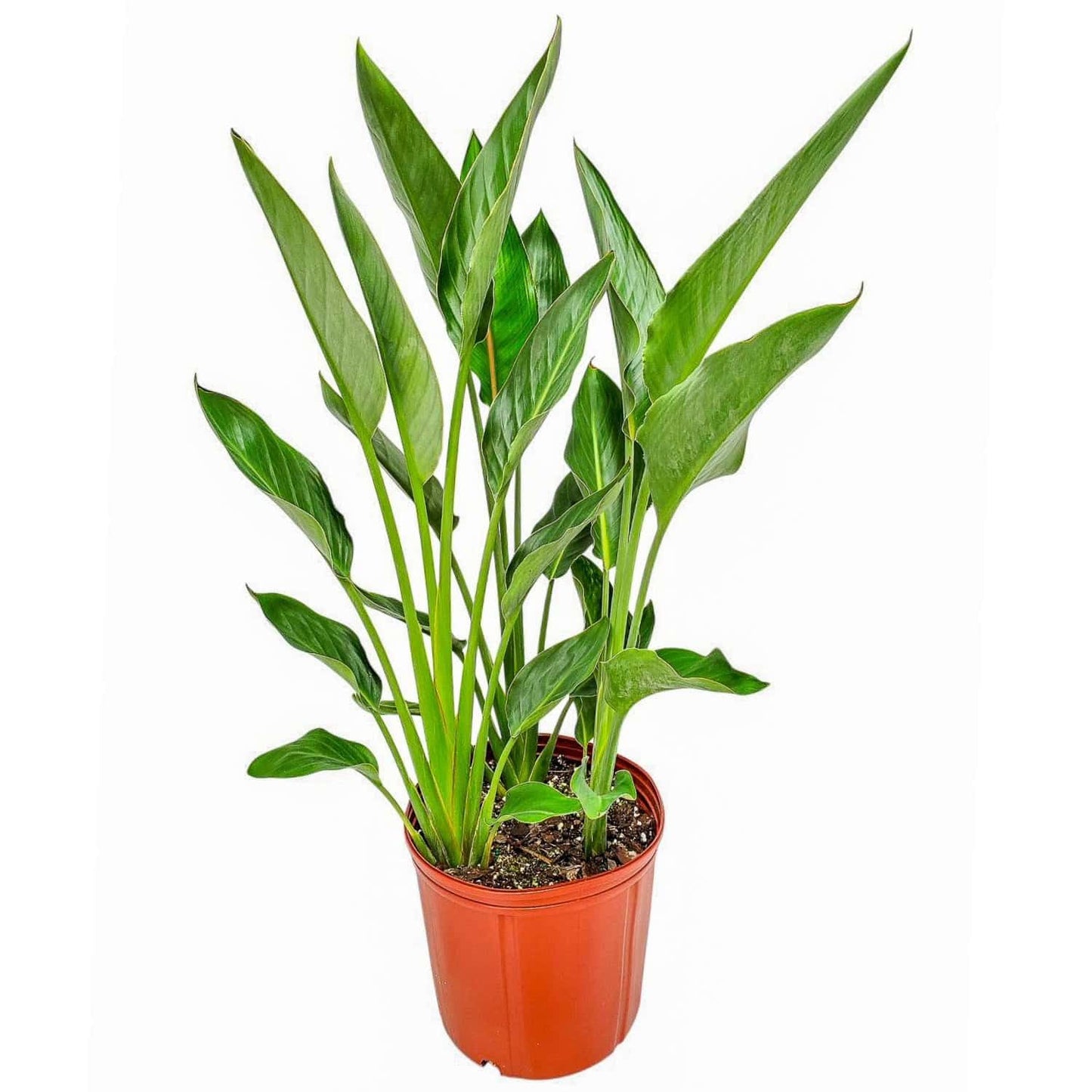 Tropical Plants of Florida Bird of Paradise Live Plant Orange Flower with Soil and Heat Pack - 3 Gallon 30 to 36 Inch Tall Indoor Outdoor Tropical Foliage Plant