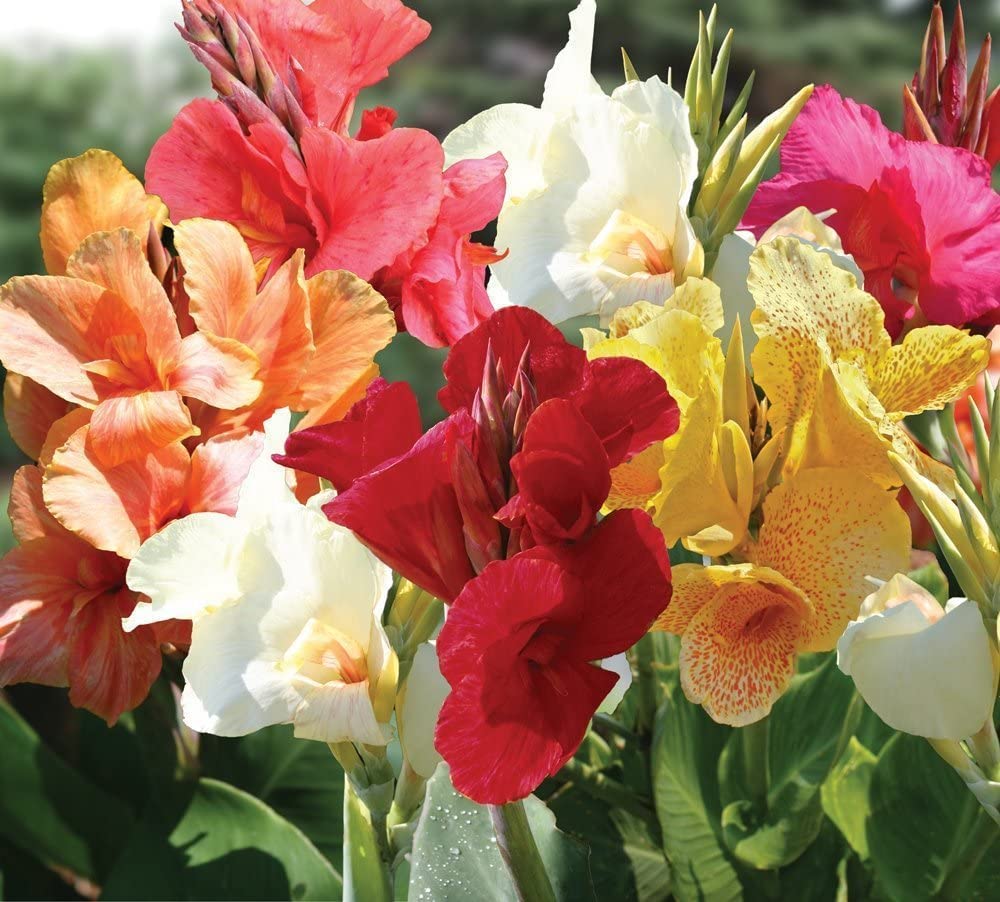 Mixed Color Canna Lily Bulbs for Planting - Stunning Summer Lily Blooms (9 Bulbs)