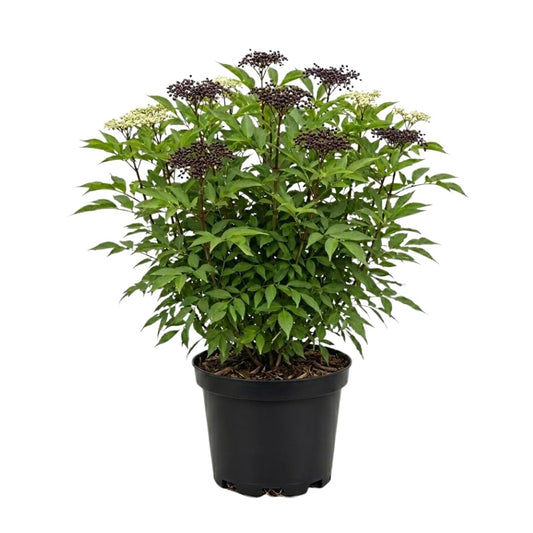 Elderberry Plant Live in Quart Pot, Fast Growing Sambucus Canadensis, White Flower Clusters, Perennial Berry for Garden Beds & Landscape