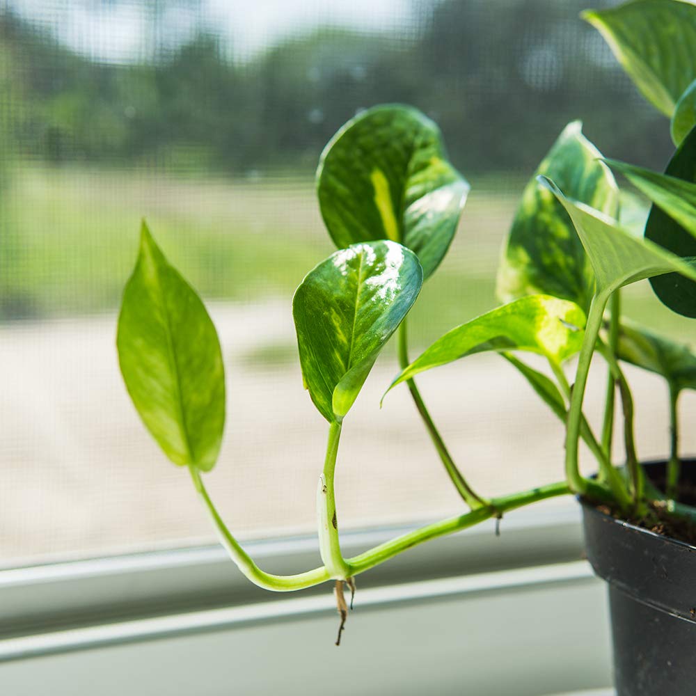 Perfect Plants Golden Pothos in 6 in. Grower's Pot | Epipremnum aureum Devil's Ivy | Easy Care Houseplant | Perfect for Low to Moderate Light Conditions | Air Purifying