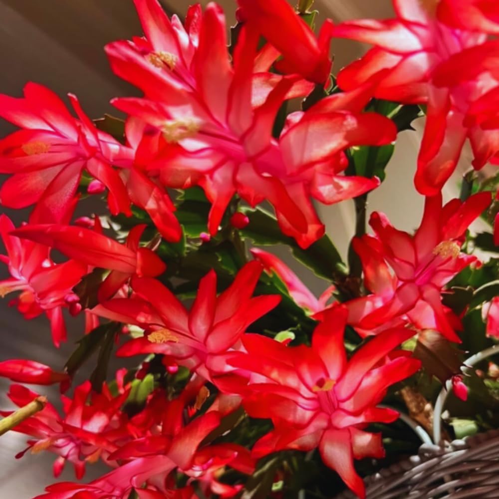 Christmas Cactus Plant Live, Holiday Cactus Live Plant, 4 to 6 Inc Tall, Hanging Baskets Houseplants, 4 Inc Potted, Gardening Indoor Outdoor (Red)
