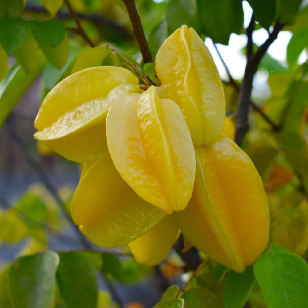 Grafted Starfruit Tree Live 3 Gallon Pot, Tropical Starfruit Fruit Plant 2-3ft Tall, Sweet Star-Shaped Fruit Tree for Planting, No Ship to CA
