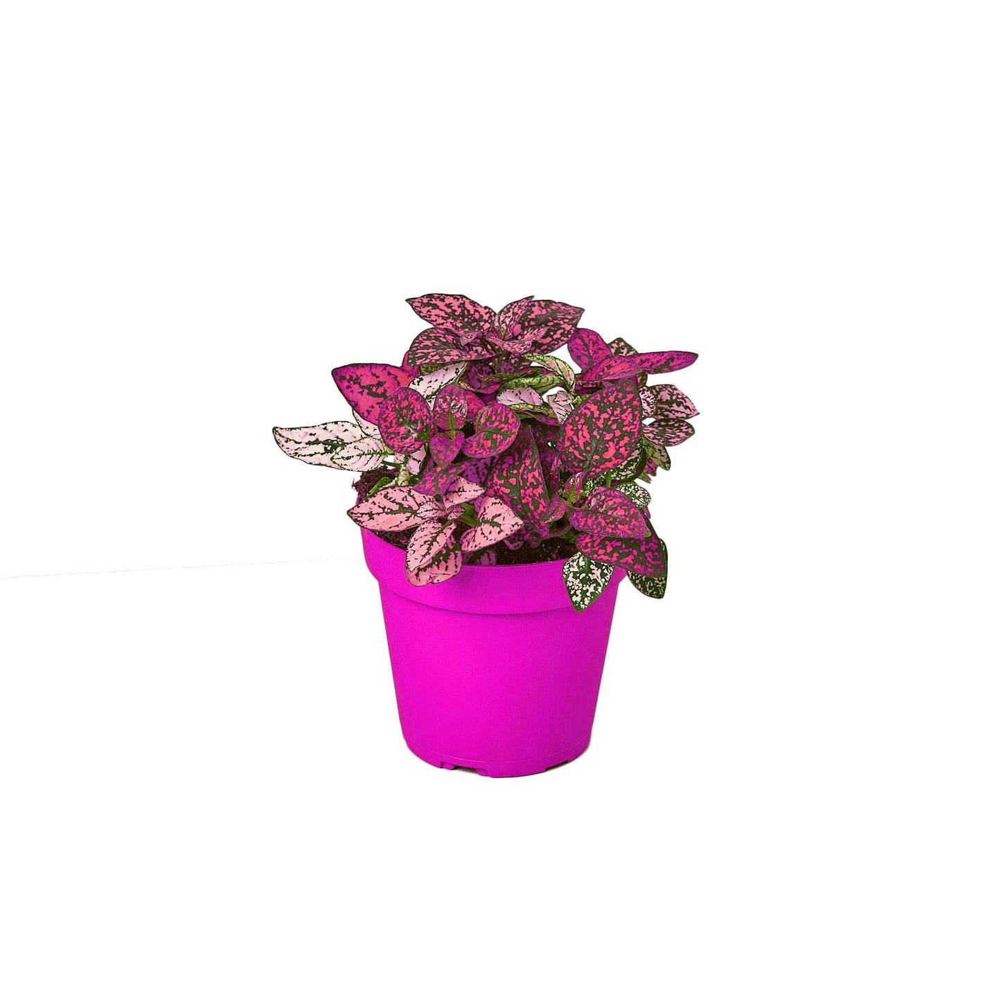 6 Pack Hypoestes 'Polka Dot' in 4in Pot - Live Tropical Houseplant - Easy to Grow | Variegated | USA Growers | The Snobby Leaf