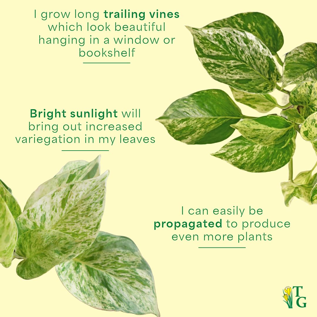 Thorsen's Greenhouse Marble Queen Pothos, Live Indoor Plant, Easy to Grow, Rare Variegated Houseplant, Natural Air Purifier, 4-inch Diameter Pot (Natural)