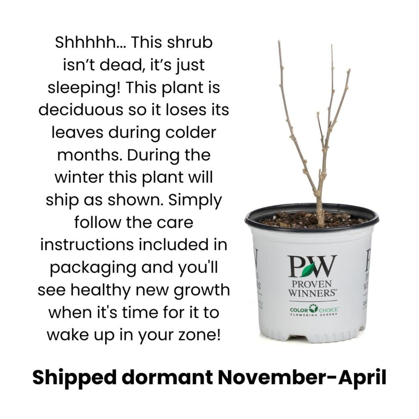 Proven Winners Darkest Night Butterfly Bush (Buddleia x) Live Plant, 4.5" Qt