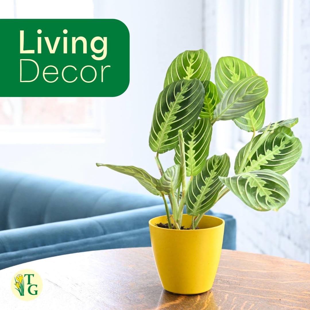 Thorsen's Greenhouse Lemon Lime Prayer Plant, Live Indoor Plant, Pet Friendly, Attractive Houseplant, Lemon Maranta, Natural Air Purifier, Easy to Grow, 4" Diameter Pot (Lavender)