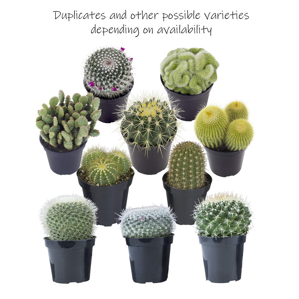 Altman Plants, Assorted Cactus Plants Live Succulents (6 Pack), Live Cactus Plant Lover Gifts, Cacti Succulents Plants Live Houseplants, Succulent Indoor Plants Live Plants in Cactus Soil Potting Mix