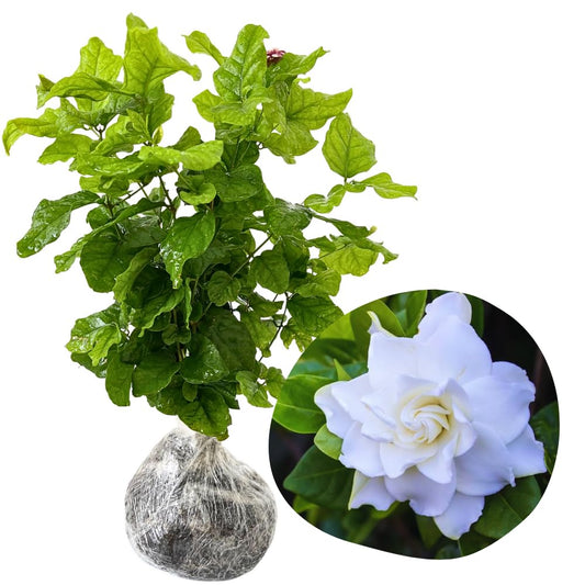 2 Cape Jasmine Plants Live, Frost Proof Gardenia Plant, 5 to 7 Inc Tall, Fragrant Flower Plant, Blooming Jasmine Plants