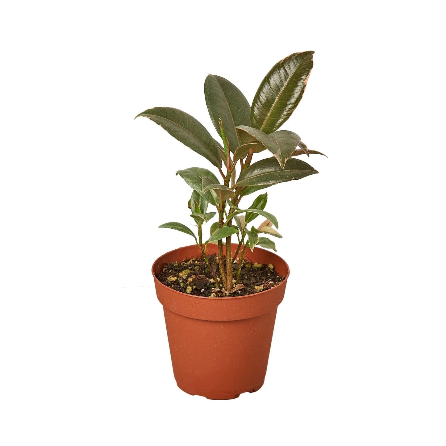 7 Pack Ficus Elastica 'Tineke' in 4in Pot - Live Plants Tropical Houseplants | Variegated | USA Growers | The Snobby Leaf