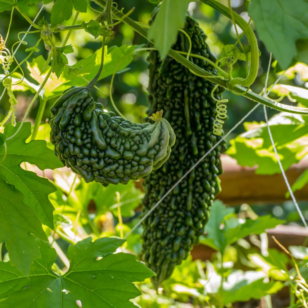 40 Bitter Gourd Seeds for Planting, High-Germination Indian Bitter Melon, Non-GMO Seeds for Home & Garden, Ideal for Outdoor Growing