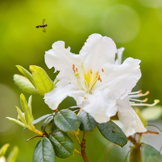 PERFECT PLANTS GG Gerbing Azalea Bush | 1 Gal. Pot | Large White Blooms | Southern Staple