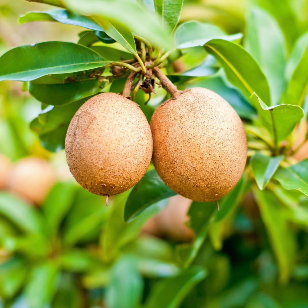 Sapodilla Tree Live Plant for Planting 2 to 3 Feet, in 3 Gallon Pot, Sapodilla Plant Live Ready to Grow, No Shipping to CA