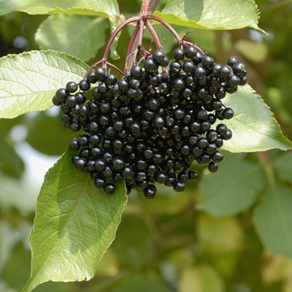 Black Elderberry Tree - 6-12" Tall Live Plant - Quart Pot - Antioxidant-Rich Berry Fruit Shrub - Sambucus Canadensis