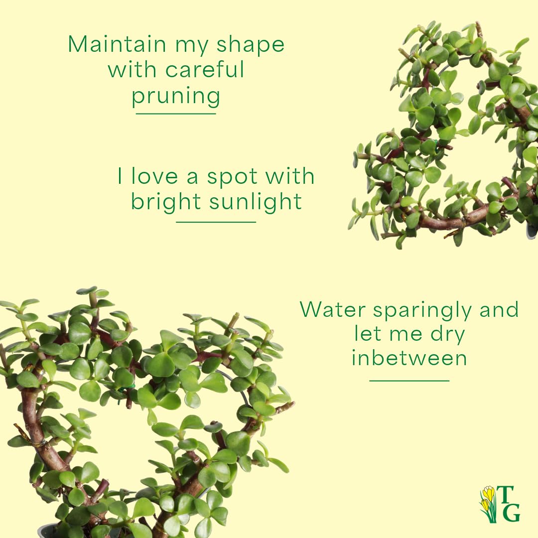 Thorsen's Greenhouse, Heart-Shaped Jade Bonsai Plant, Live Indoor Plant, Gift, Succulent Plant, 4-inch Diameter Pot (Nursery Pot)