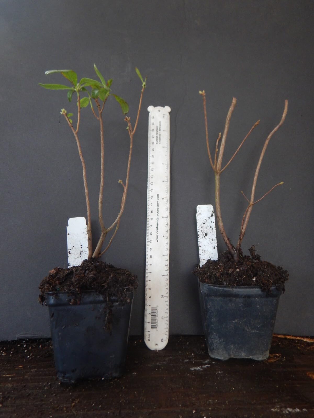 Live Plant - Frontier GOLDAromi Azalea Rhododendron HybridWell Rooted PlantMAY BE DORMANT!