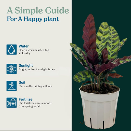 Rattlesnake Calathea Live Plant - Air Purifier, Colorful House Plant, Ideal for Home Decor and Room Decor - Rattlesnake for Indoor Plants, Calathea Lancifolia Prayer Plant