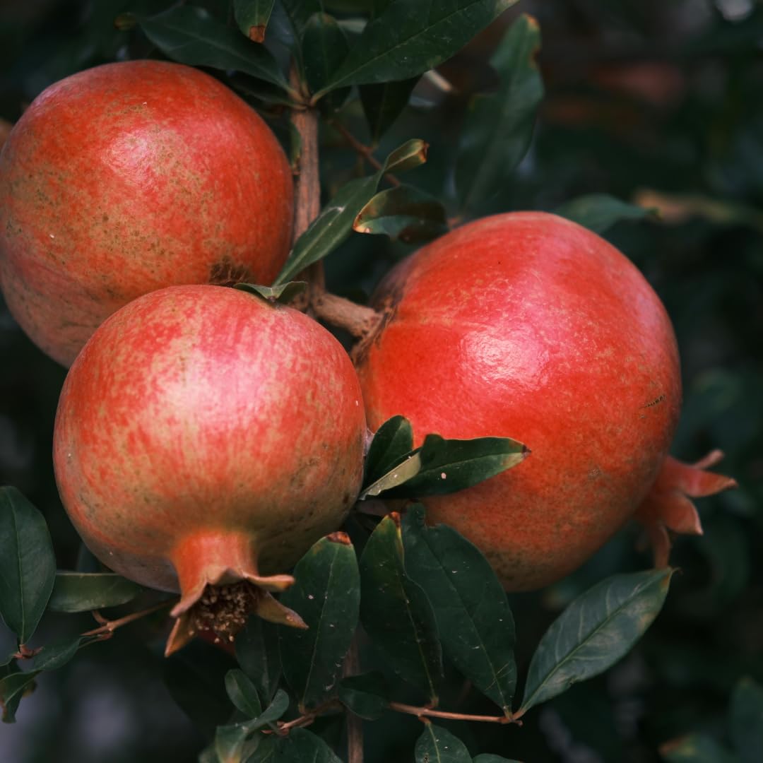 Live Pomegranate Plant, Sweet Pomegranate Tree, Fruit Plant, 4-7 Inches Tall for Indoor Growing