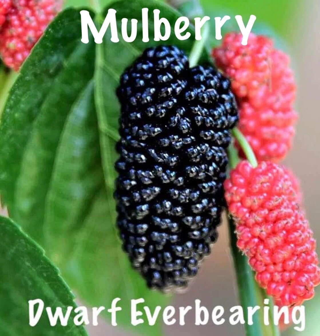 Live Plant - Mulberry Tree - 'Dwarf Everbearing' - Morus nigra 4 Live Plants Edible Fruit !