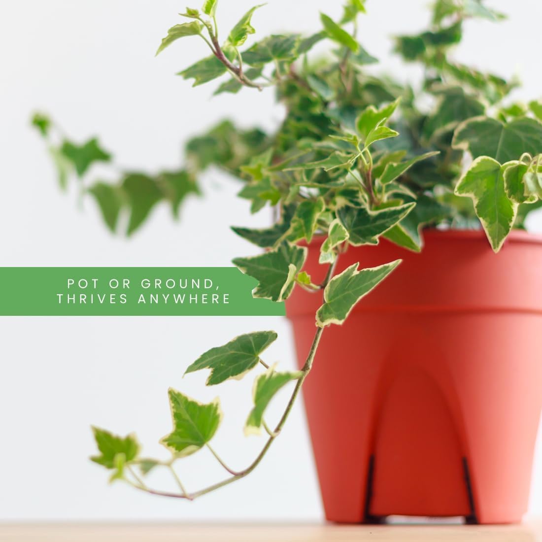 American Plant Exchange English Ivy Variegated – 4-Inch Pot – Live Easy Care Vining Houseplant, Elegant Trailing Foliage for Home, Office, or Garden Decor