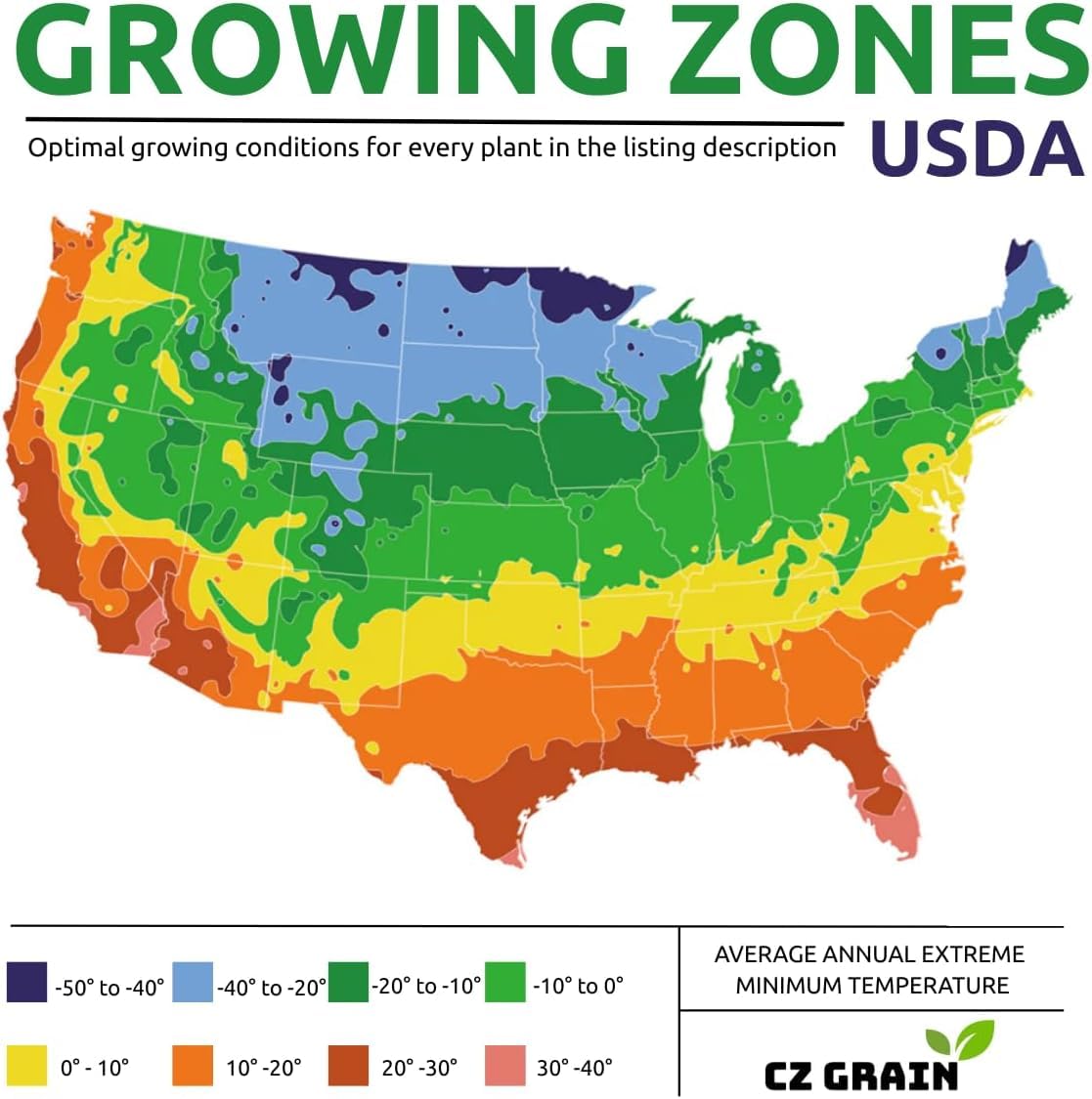 Elephant Ear Bulbs for Planting - Colocasia – Large Tropical Elephant Ears for Garden & Containers – Fast-Growing Ornamental Bulbs (3 Bulbs)
