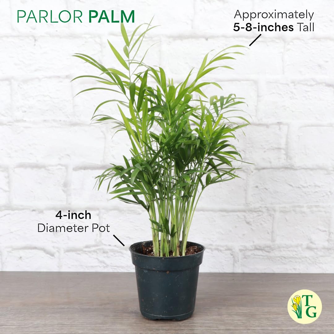 Thorsen's Greenhouse Parlor Palm Plant, Live Indoor Plant, Neanthe Bella Palm, Natural Air Purifier, Easy to Grow, Pet Safe Plant, 4-inch Diameter Pot
