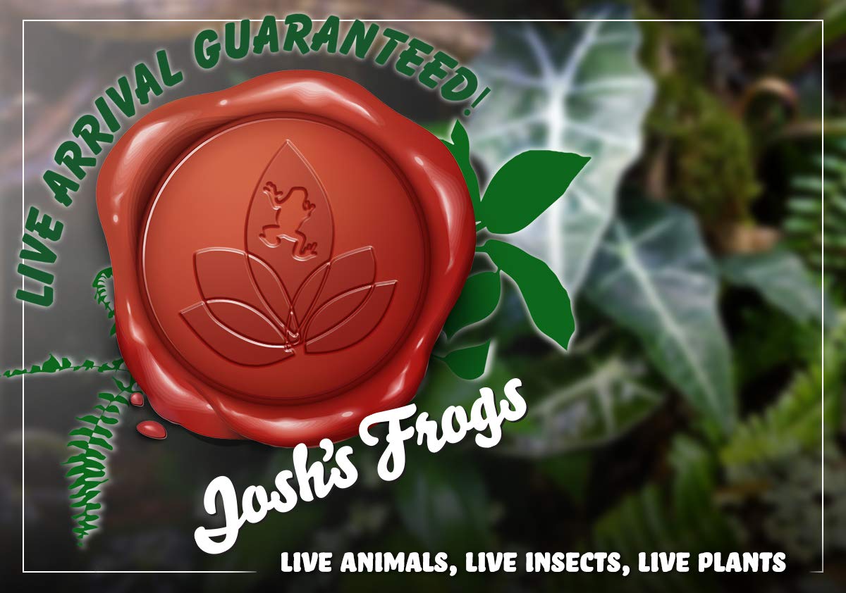 Josh's Frogs Bromeliad Bundle (5 Plants)