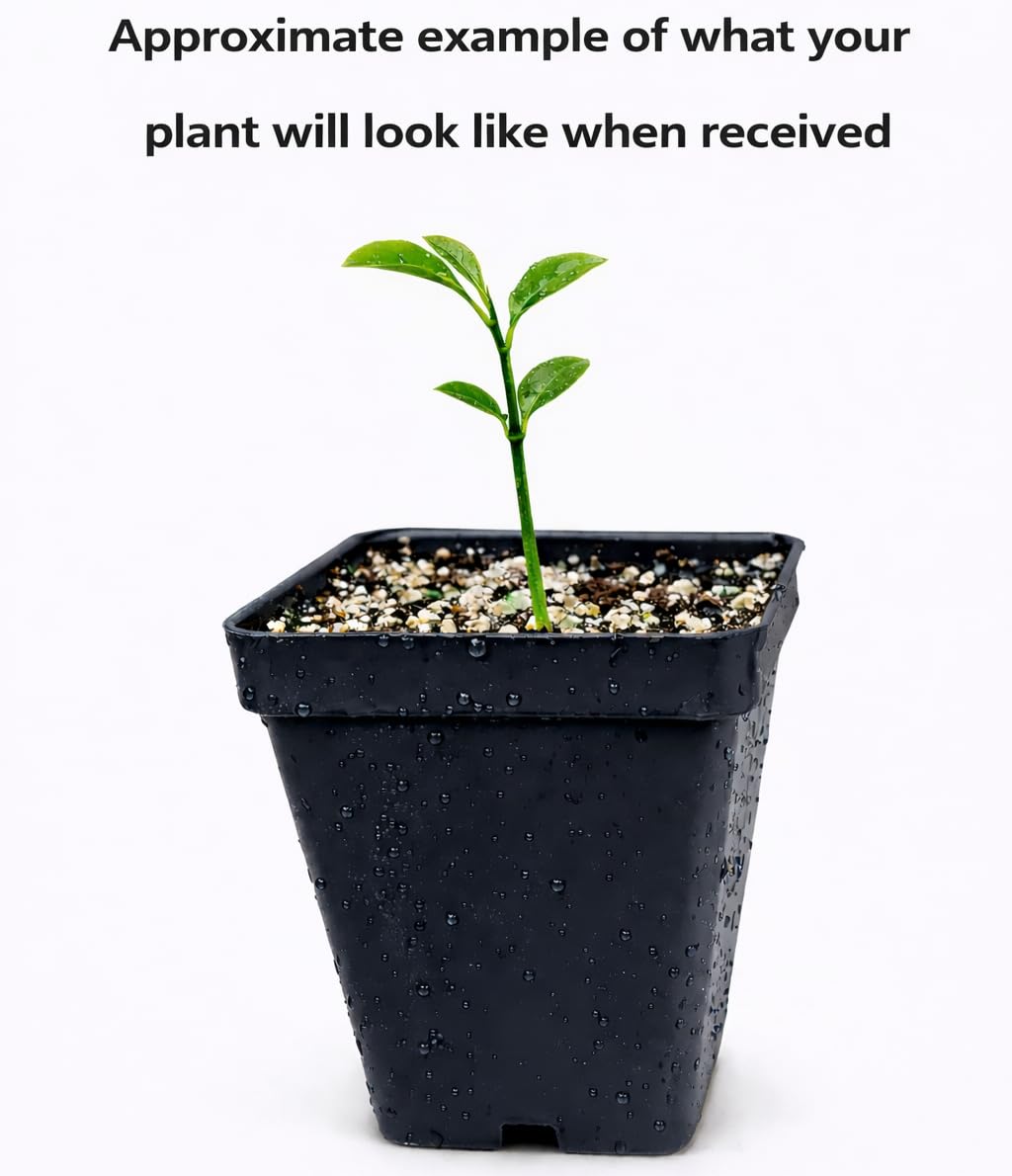 Calamondin (Calamansi) Tree - 2-5 Inch Tall Live Plant - Potted Indoor/Outdoor Orange Fruit Bush Seedling - Citrus x microcarpa