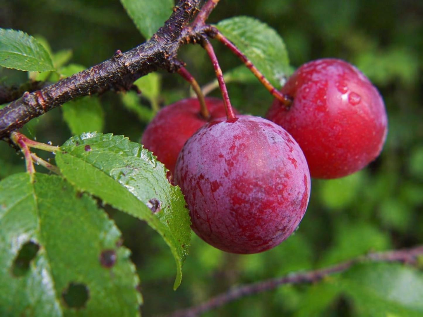 2 Chickasaw Plum Trees/Shrubs - 24-36" Tall Live Plants - Native Fruit Bushes - Prunus angustifolia - (2 Pack)