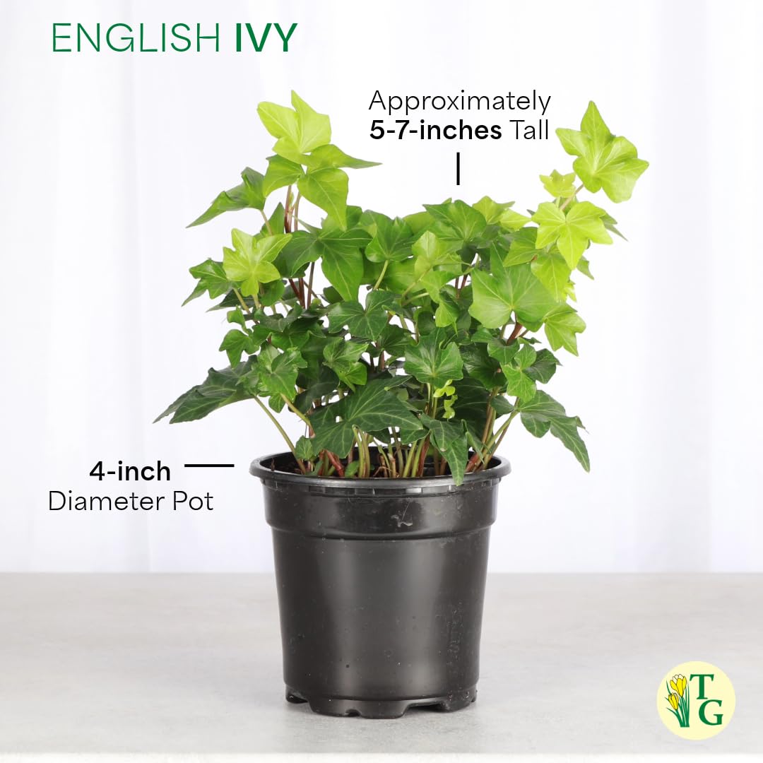 Thorsen's Greenhouse Live Green English Ivy Plant, Hedera Helix, Natural Air Purifier, Easy to Grow, Live Indoor Houseplant, 4" Diameter Pot (Copper)