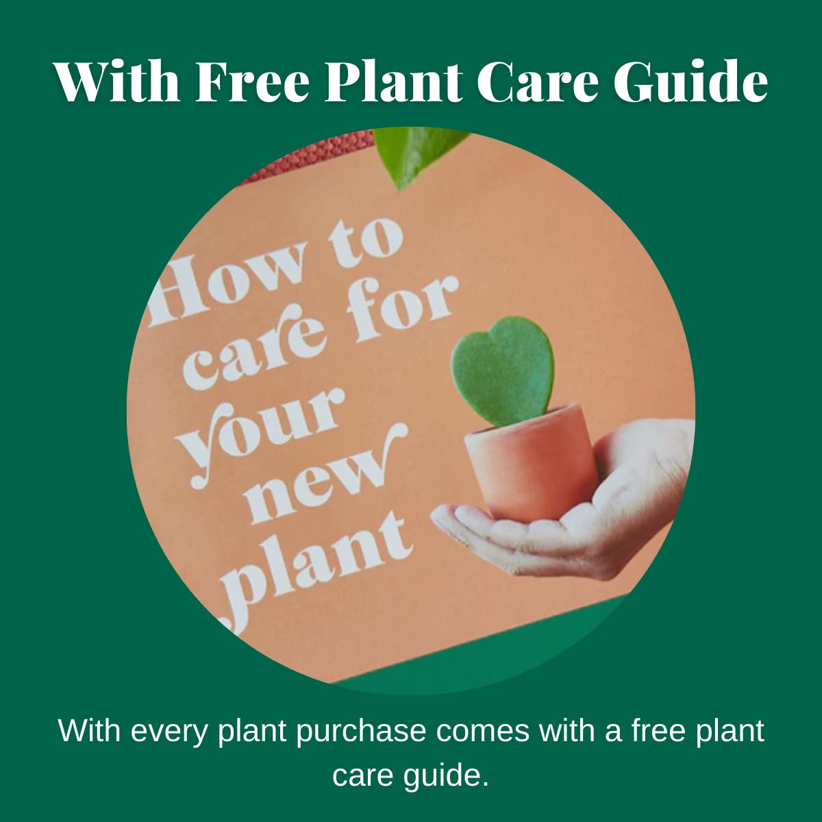House Plant Shop | Aralia 'Ming Stump Plant' - 6" Pot | Live Indoor Plant | Easy to Care | Natural Décor Plant | Great Gifts| Free Care Guide